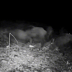 Cell Trail Camera with Night Vision and Waterproof Design for Wildlife Monitoring - Image 4
