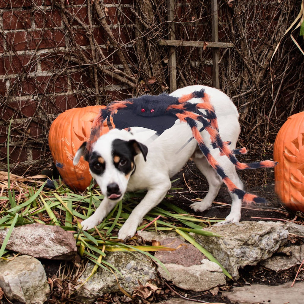 Dog Cat Spider Costume with Bendable Fuzzy Legs Adjustable Straps for Halloween Pet - Image 10