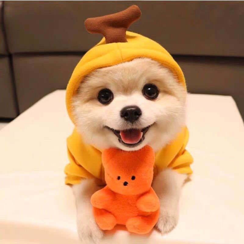 Dog Halloween Costumes and Outfits with 3D Novelty Hood Soft Fleece Hoodie for Small Rain Gear - Image 10
