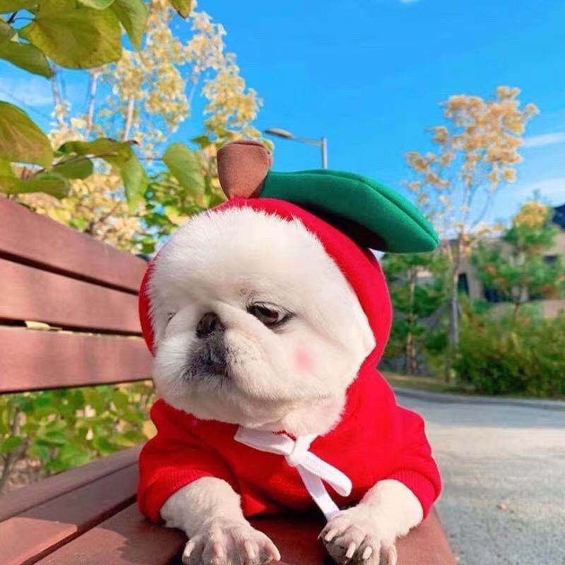 Dog Halloween Costumes and Outfits with 3D Novelty Hood Soft Fleece Hoodie for Small Rain Gear - Image 14