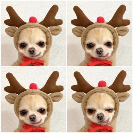 Dog Halloween Costumes and Outfits with 3D Novelty Hood Soft Fleece Hoodie for Small Rain Gear - Image 4