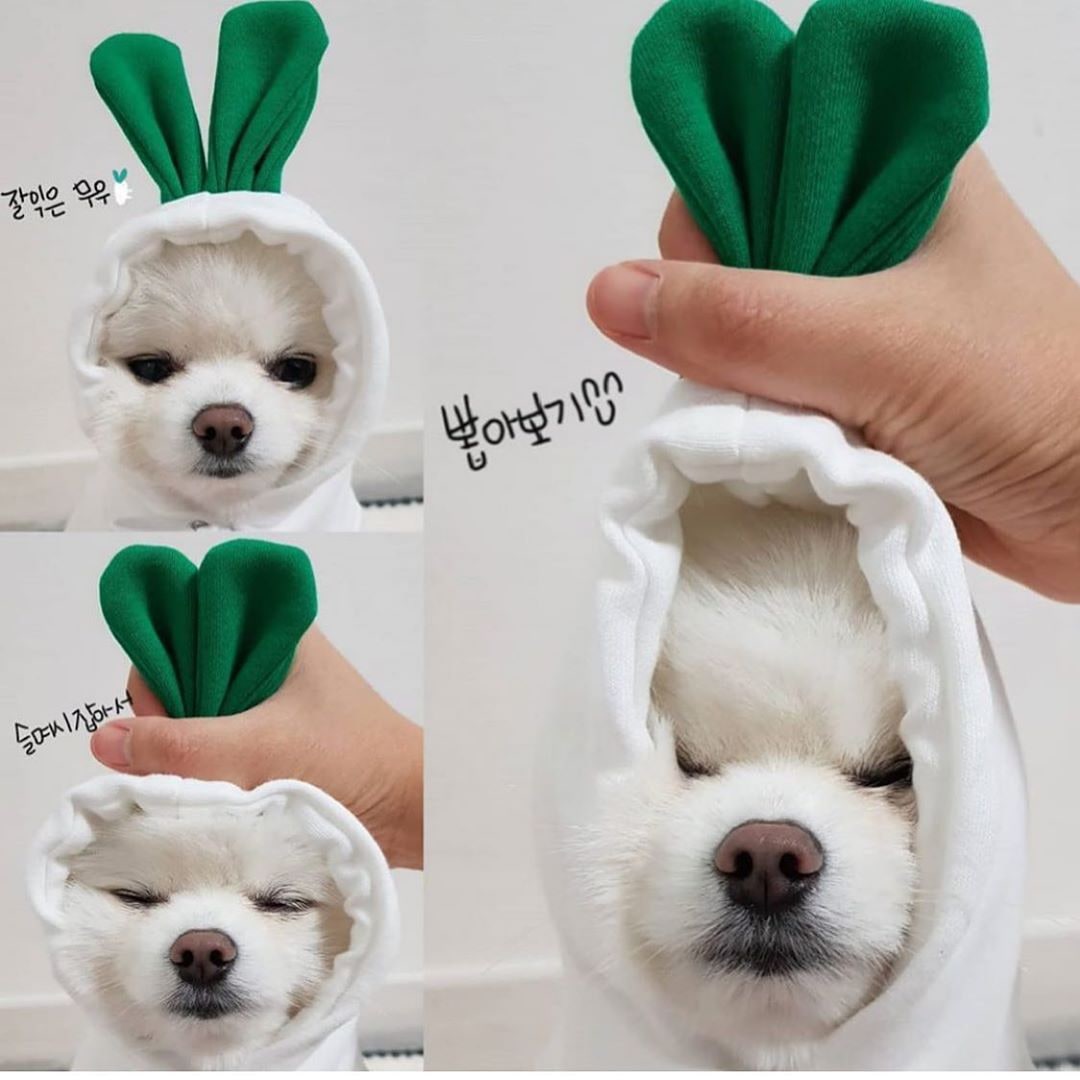 Dog Halloween Costumes and Outfits with 3D Novelty Hood Soft Fleece Hoodie for Small Rain Gear - Image 5