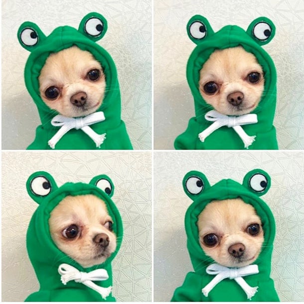 Dog Halloween Costumes and Outfits with 3D Novelty Hood Soft Fleece Hoodie for Small Rain Gear - Image 9