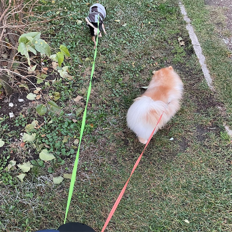 Dual Dog Leash Retractable with LED Flashlight Bag Dispenser and 360 Swivel for Two - Image 17