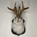 Faux Taxidermy Jackalope Head Wall Mount Plaque with Antlers - Image 1