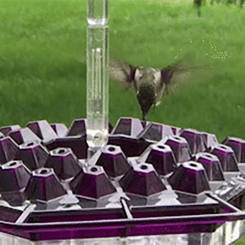 Hummingbird Feeder Hanging Saucer Plastic Outdoor Perch Ports - Image 2