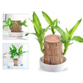 Indoor Plant Air Purifying Low Maintenance Lucky Wood Stump Tabletop Display Live - Image 1