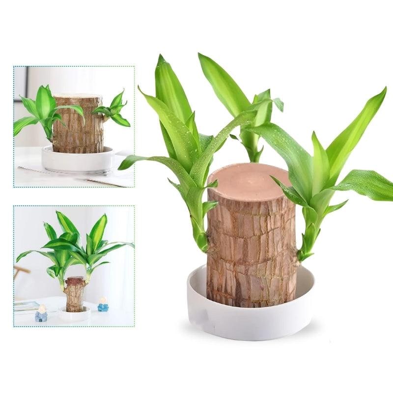 Indoor Plant Air Purifying Low Maintenance Lucky Wood Stump Tabletop Display Live - Image 1