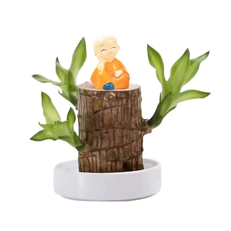 Indoor Plant Air Purifying Low Maintenance Lucky Wood Stump Tabletop Display Live - Image 2