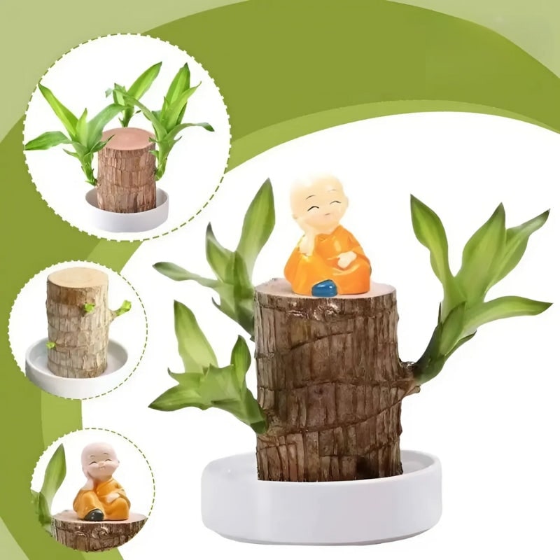 Indoor Plant Air Purifying Low Maintenance Lucky Wood Stump Tabletop Display Live - Image 3