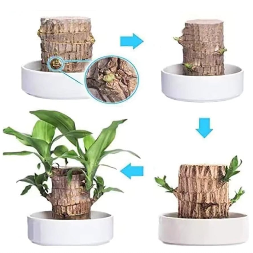 Indoor Plant Air Purifying Low Maintenance Lucky Wood Stump Tabletop Display Live - Image 4