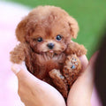Realistic Plush Puppy Dog Toy with Soft Fluffy Fur and Textured Paw Pads Puzzle - Image 1