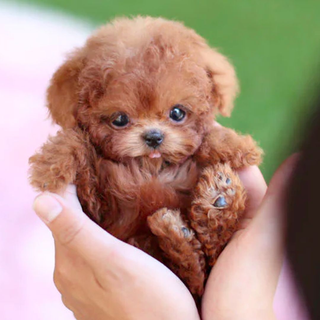 Realistic Plush Puppy Dog Toy with Soft Fluffy Fur and Textured Paw Pads Puzzle - Image 3