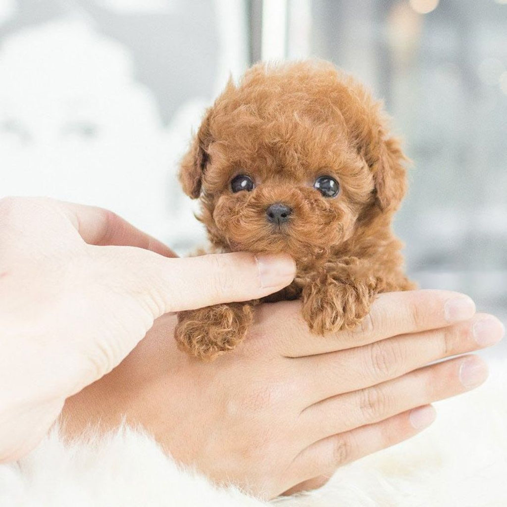 Realistic Plush Puppy Dog Toy with Soft Fluffy Fur and Textured Paw Pads Puzzle - Image 6