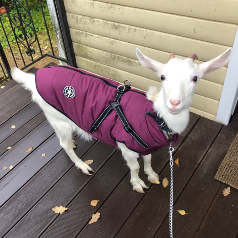 Winter Dog Coat with Harness and Jacket for Waterproof Padded Fleece Vest - Image 14